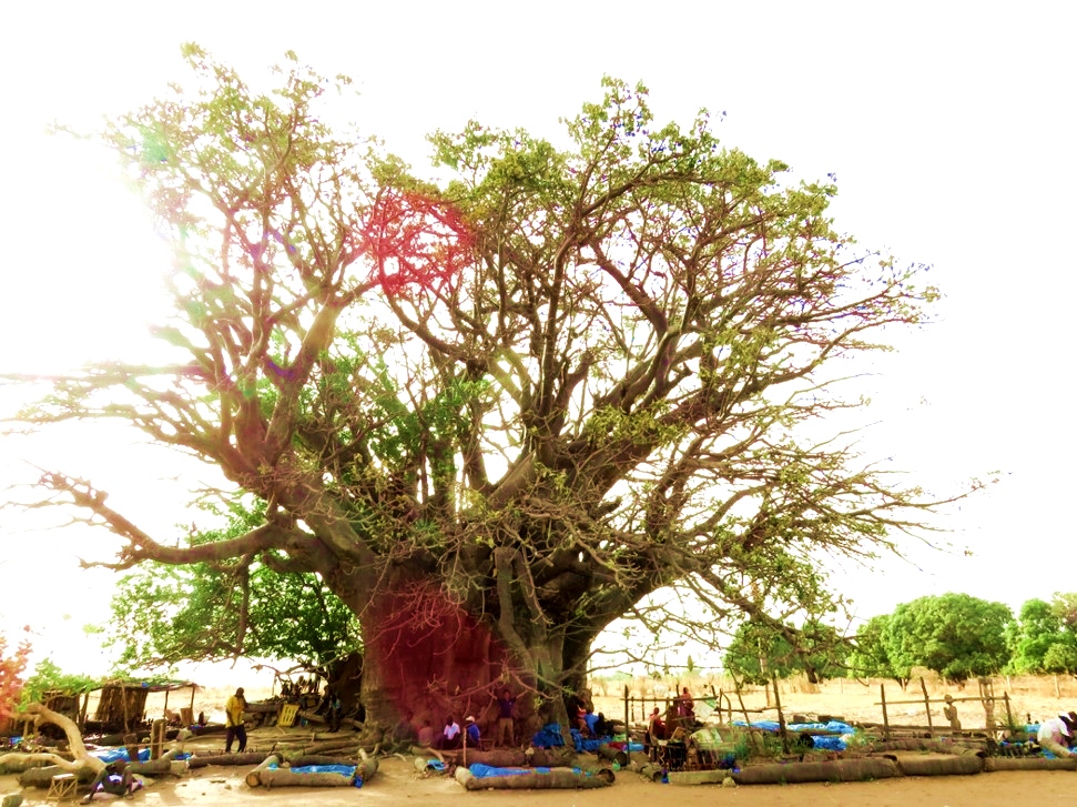バオバブの木は悪魔の木 アフサーフ